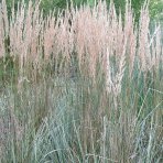 Smlz ostrokvetý (Calamagrostis x acutiflora) ´OVERDAM´ C1.5L